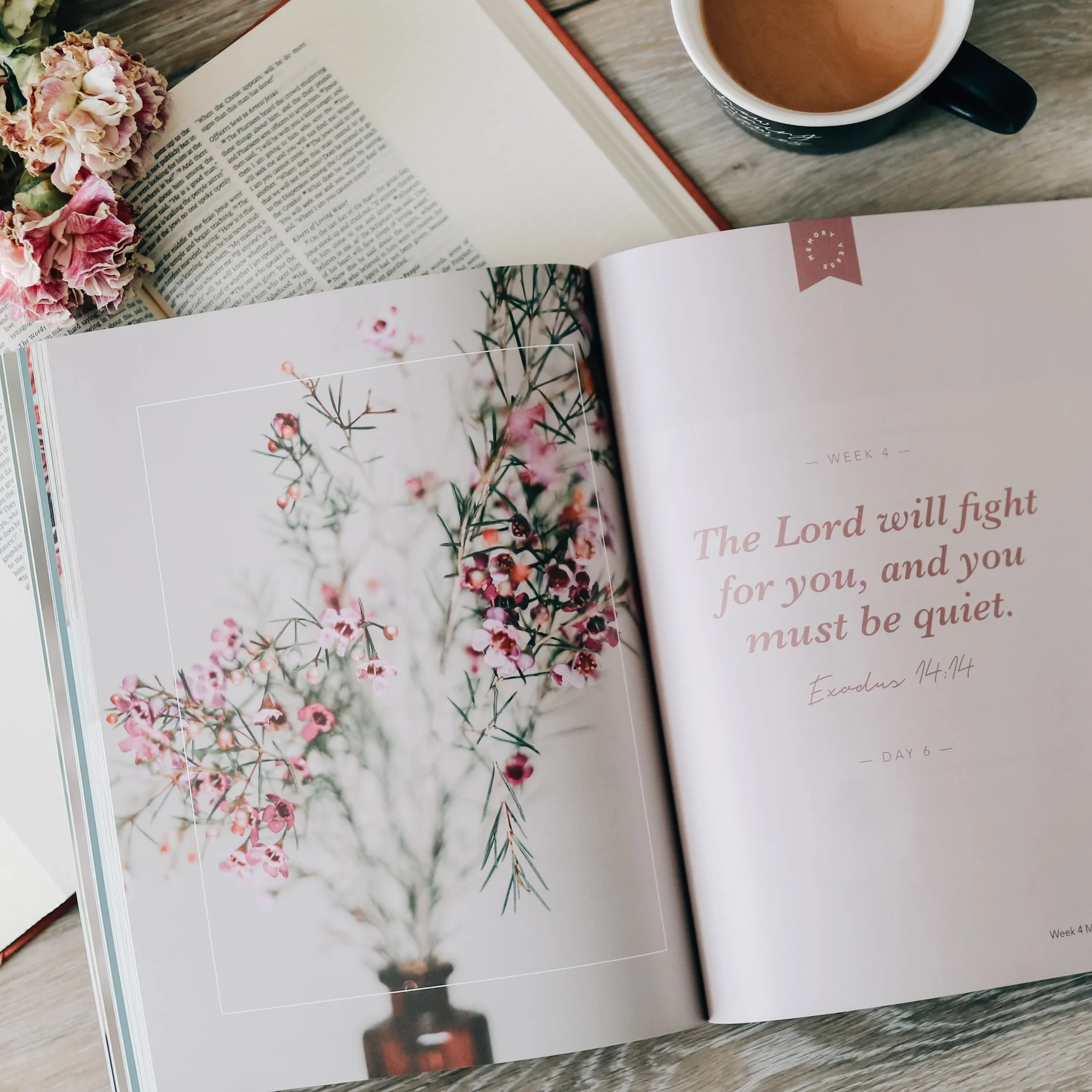 Faithful | Bible Study On the Covenants - Image 4