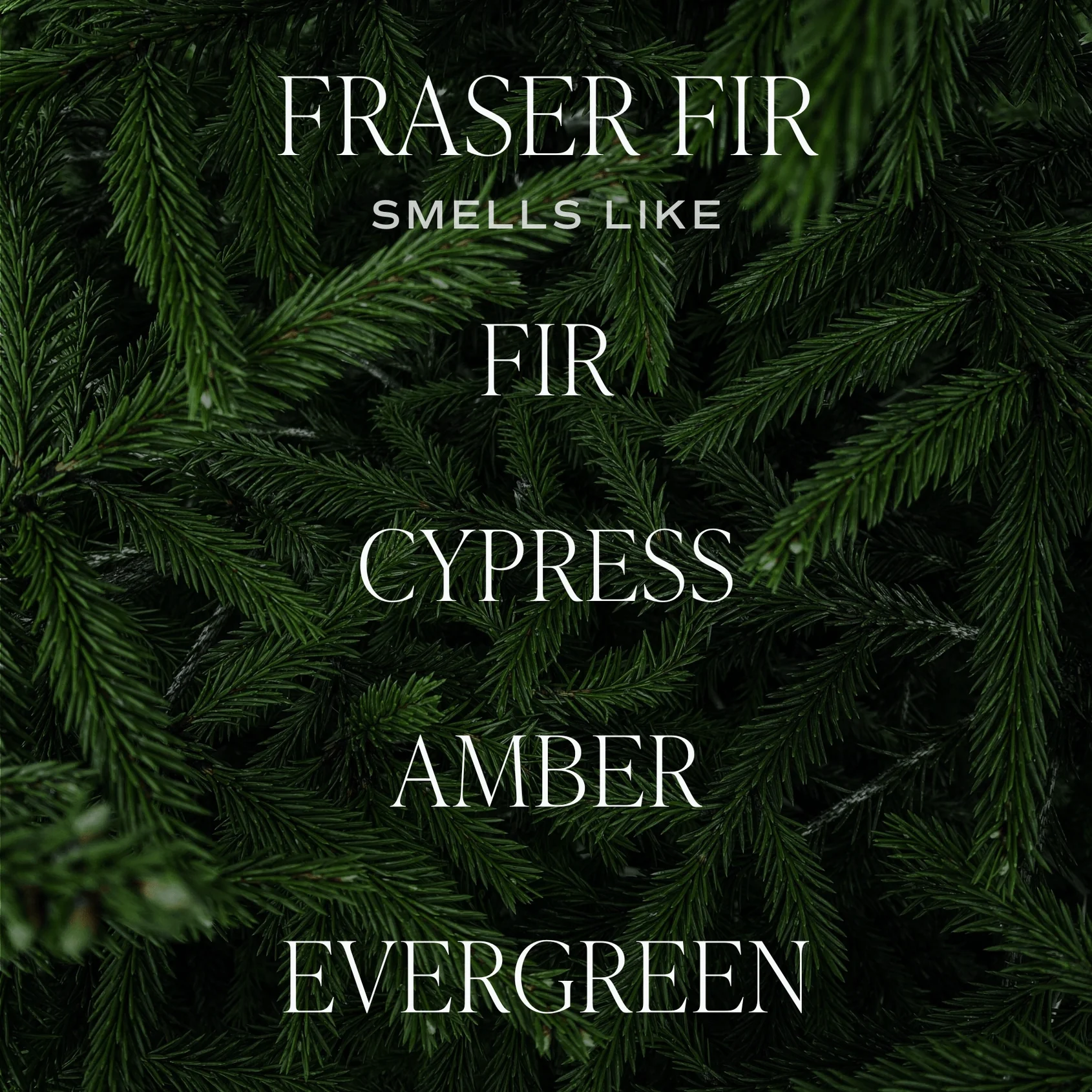 Fraser Fir 12 oz Candle - Image 4